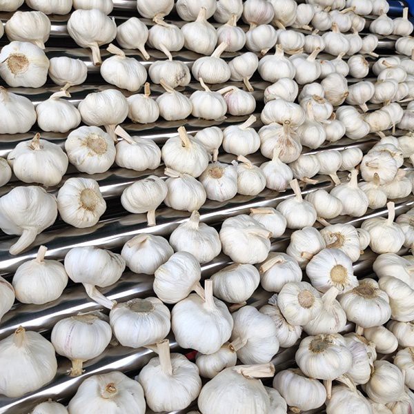 กระเทียมขาวบริสุทธิ์หิมะสีเขียวสดแช่แข็ง