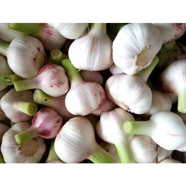 green fresh garlic